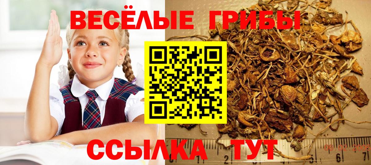 Галлюциногенные грибы Psilocybine cubensis Новозыбков